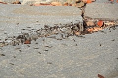 Reticulitermes hesperus