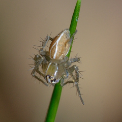 Oxyopes salticus