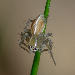 Oxyopes salticus