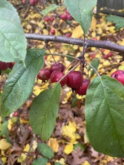 Malus coronaria