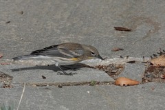 Reticulitermes hesperus