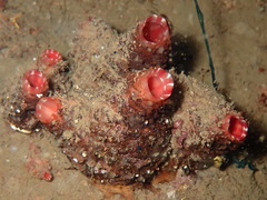 Microcosmus polymorphus