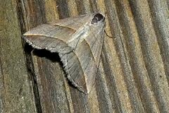 Colobochyla salicalis