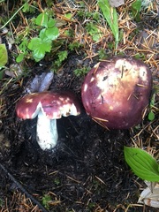 Russula mendocinensis