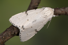 Acronicta leporina