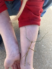 Megaphasma denticrus