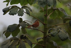 Thamnophilus doliatus