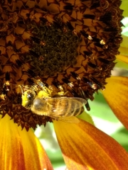 Apis mellifera