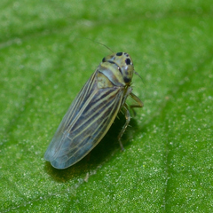 Graminella villica