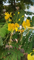 Caesalpinia pulcherrima flava