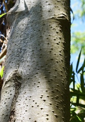 Tessaria integrifolia