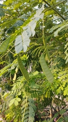 Caesalpinia pulcherrima flava