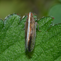 Stenocranus lautus