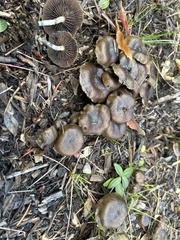 Psilocybe baeocystis