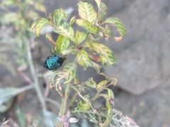 Zicrona caerulea