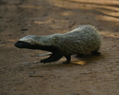Galictis cuja