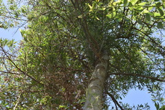 Tessaria integrifolia