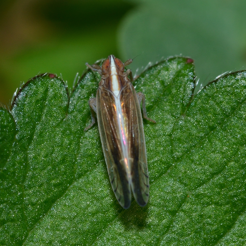 Stenocranus lautus