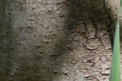 Tessaria integrifolia