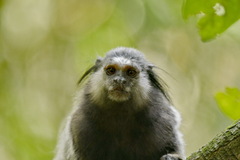 Callithrix penicillata