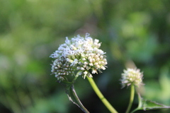 Mikania periplocifolia