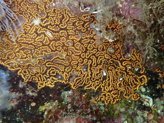 Botrylloides diegensis