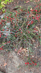 Cotoneaster horizontalis