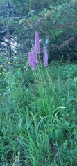 Gymnadenia densiflora