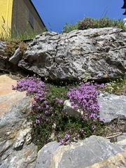 Thymus praecox