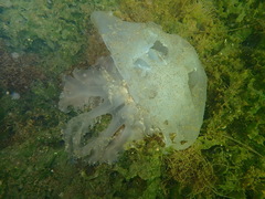 Rhizostoma pulmo