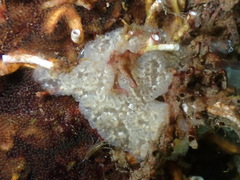 Aplidium glabrum