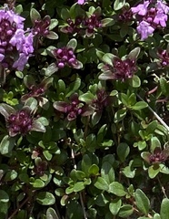 Thymus praecox