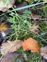 Vicia hirsuta