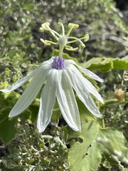 Passiflora palmeri