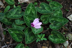 Cyclamen graecum graecum