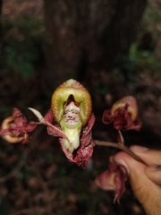 Catasetum maculatum