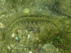 Gobius ophiocephalus