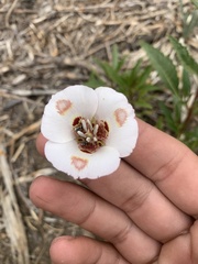 Calochortus venustus