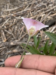 Calochortus venustus