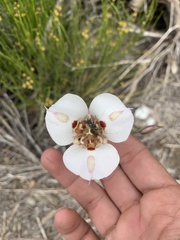 Calochortus venustus