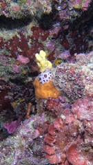 Peltodoris atromaculata