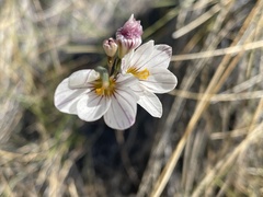 Sisyrinchieae