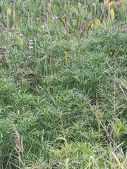 Cyperus alternifolius