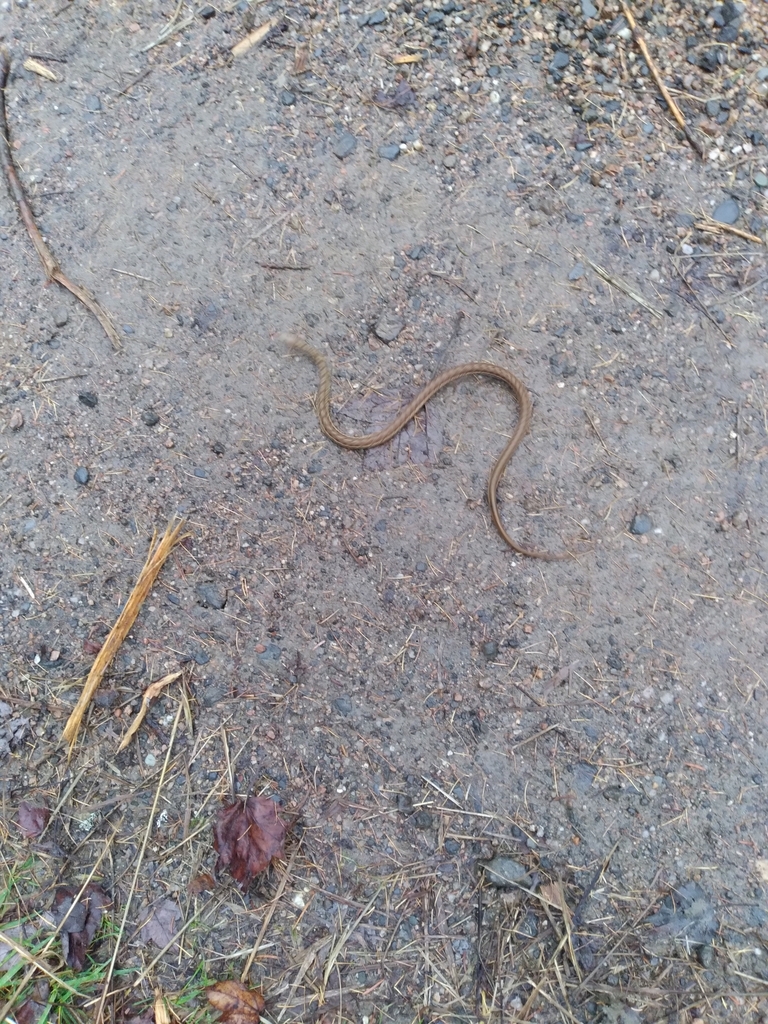 Maritime Garter Snake from Clementsvale, NS B0S 1G0, Canada on November ...