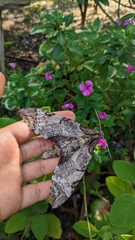 Sphingidae