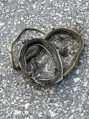 Thamnophis saurita