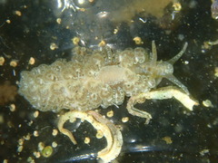Spurilla neapolitana