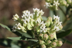 Asclepias mellodora