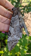 Sphingidae