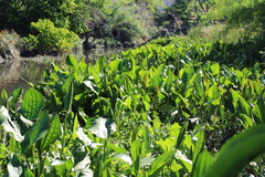 Echinodorus grandiflorus